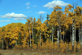 Картинка природа лес осень