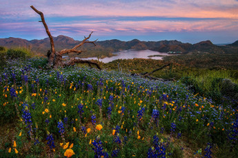 Картинка природа луга простор