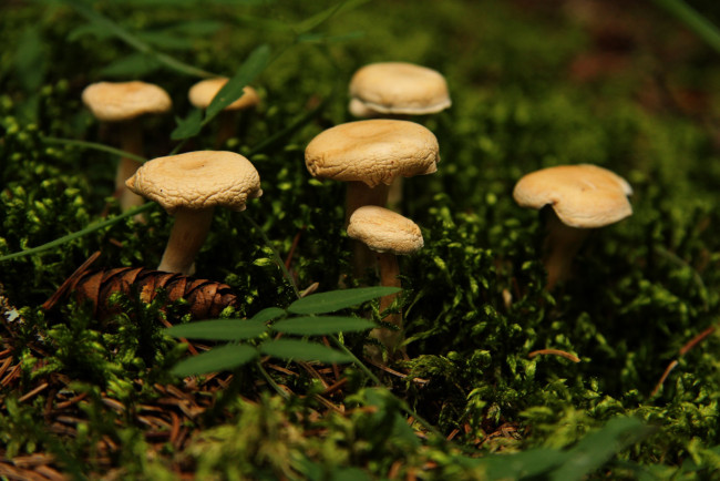 Обои картинки фото природа, грибы, семейка, грибная