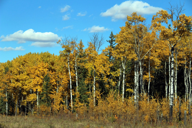 Обои картинки фото природа, лес, осень