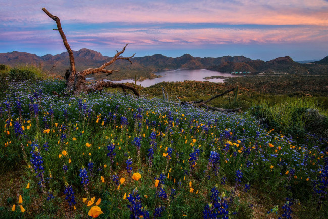 Обои картинки фото природа, луга, простор