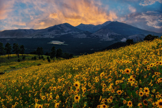 Обои картинки фото природа, луга, простор