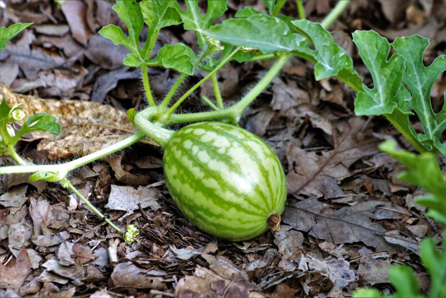 Обои картинки фото природа, Ягоды, арбуз