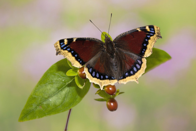 Обои картинки фото животные, бабочки,  мотыльки,  моли, листья, макро, фон, бабочка, плоды
