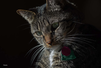 Картинка животные коты кот кошка