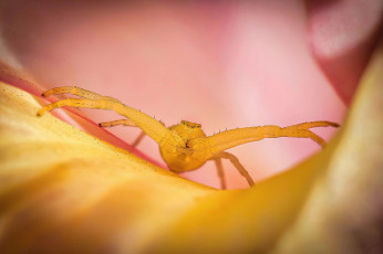 обоя животные, пауки, паук