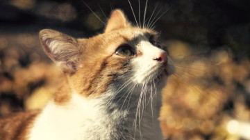 Картинка животные коты кот голова осень