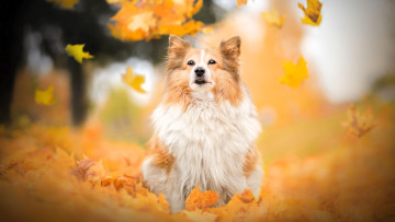 обоя животные, собаки, собака, листья, осень