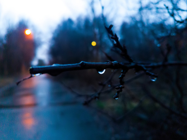 Обои картинки фото природа, дороги, дорога, деревья, ветка, капля, дождь, осень