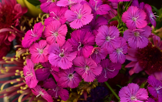 Обои картинки фото цветы, гвоздики, розовая, гвоздика, шабо