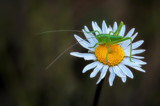 Обои картинки фото животные, кузнечики,  саранча, кузнечик