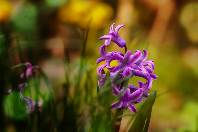 Обои картинки фото цветы, гиацинты