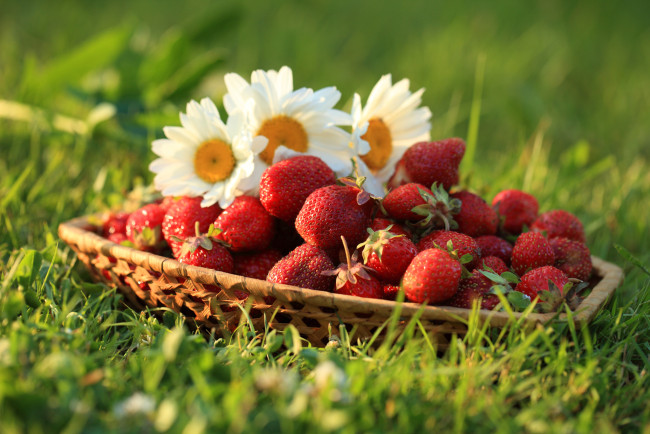 Обои картинки фото еда, клубника,  земляника, ромашки, ягоды, трава