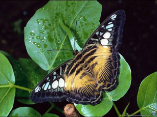 Картинка животные бабочки