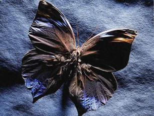 Картинка животные бабочки