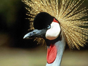 Картинка животные журавли