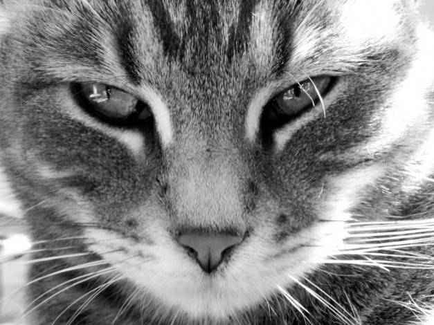 Обои картинки фото животные, коты