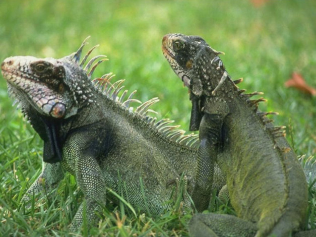 Обои картинки фото животные, Ящерицы, игуаны, вараны