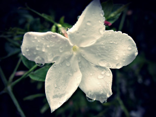 Картинка цветы