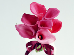 Картинка цветы каллы