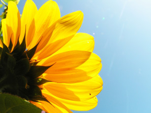Картинка цветы подсолнухи