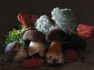 Картинка еда грибы грибные блюда