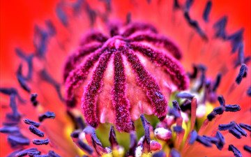 Картинка цветы маки