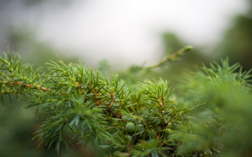 Картинка природа