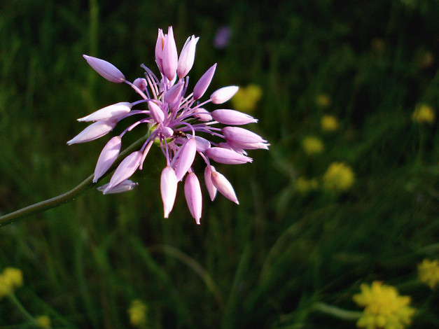 Обои картинки фото цветы