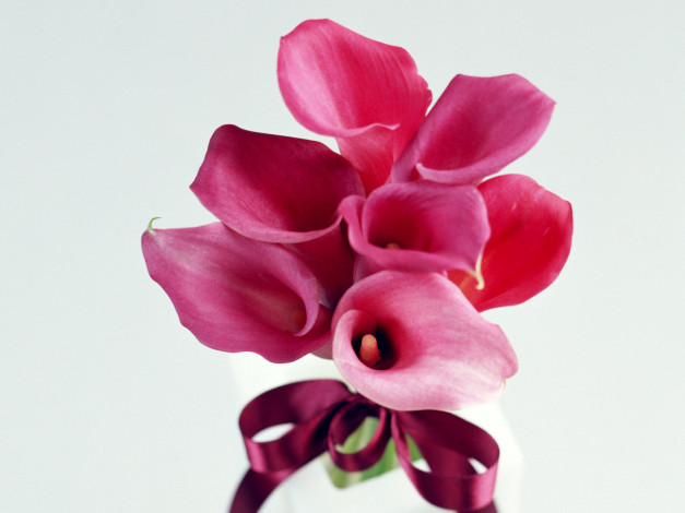 Обои картинки фото цветы, каллы