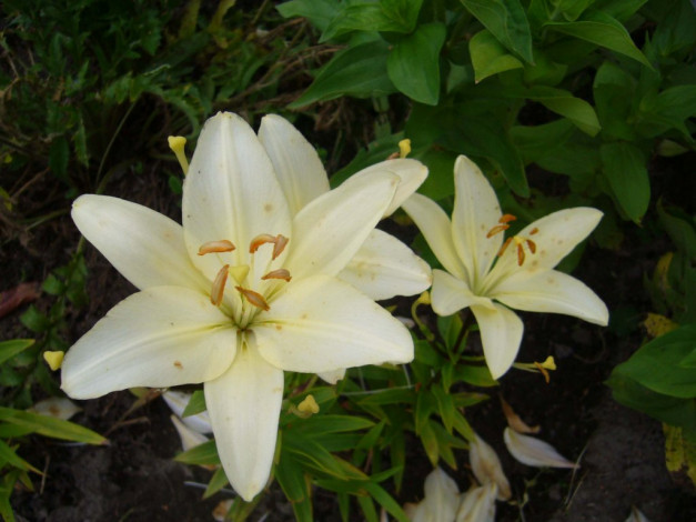 Обои картинки фото цветы, лилии, лилейники