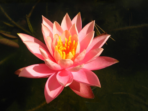 Обои картинки фото цветы, лилии, водяные, нимфеи, кувшинки