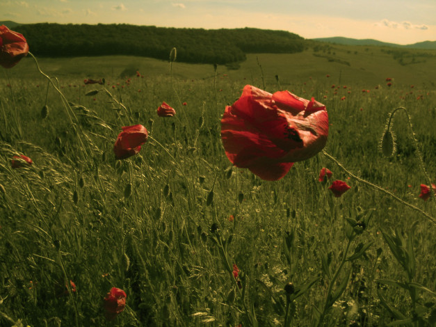 Обои картинки фото цветы, маки