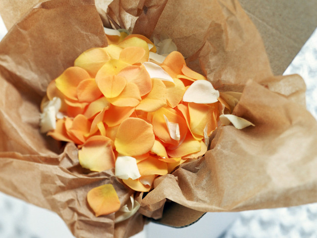 Обои картинки фото цветы, розы