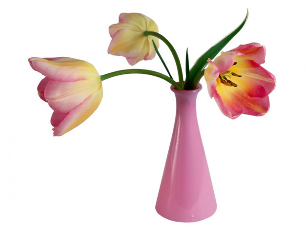 Обои картинки фото цветы, тюльпаны