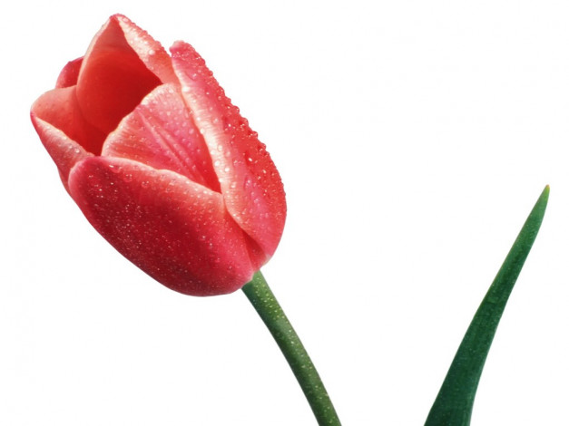 Обои картинки фото цветы, тюльпаны