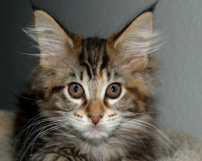 Картинка животные коты