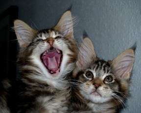 Картинка животные коты