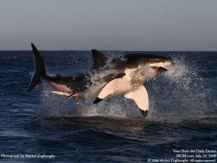 Картинка животные акулы