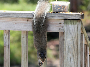 Картинка животные белки