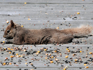 обоя животные, белки