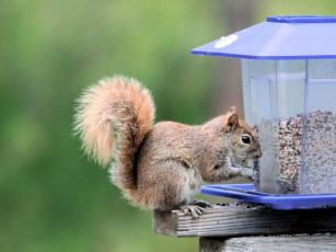 Картинка животные белки