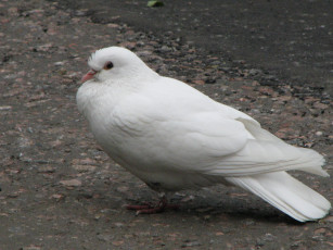 Картинка животные голуби