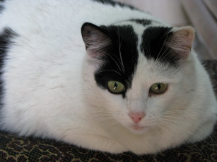 Картинка животные коты