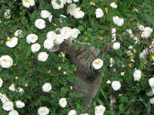 Картинка животные коты