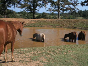 Картинка животные лошади