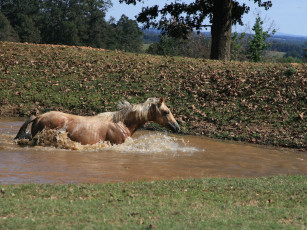 Картинка животные лошади
