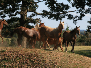 Картинка животные лошади