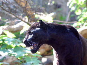 Картинка животные пантеры