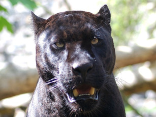 обоя животные, пантеры